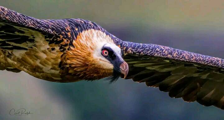 Simien Mountains Birding